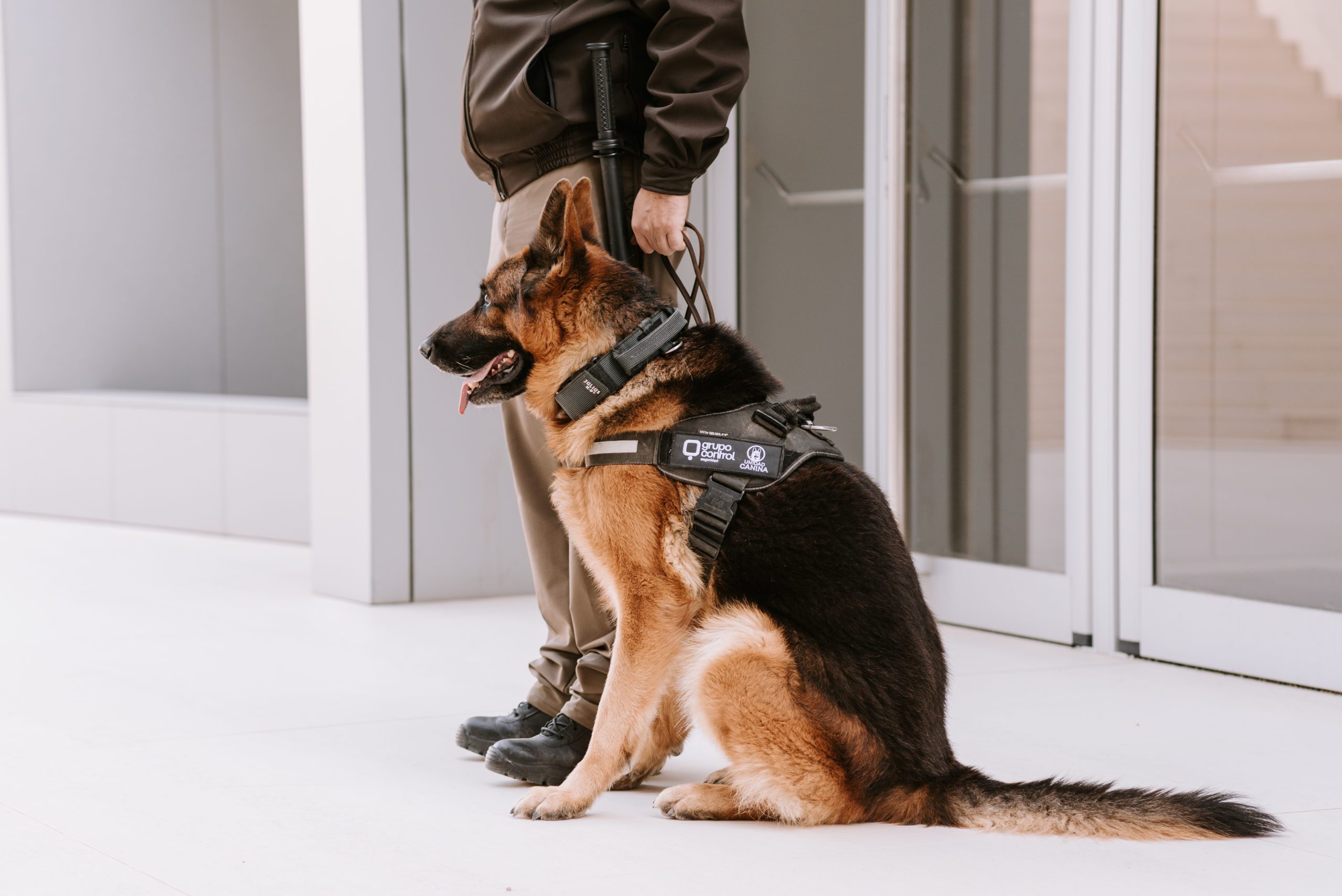 El propietario inicial traicionar Los perros en la seguridad, Unidad K9 | Blog Grupo Control